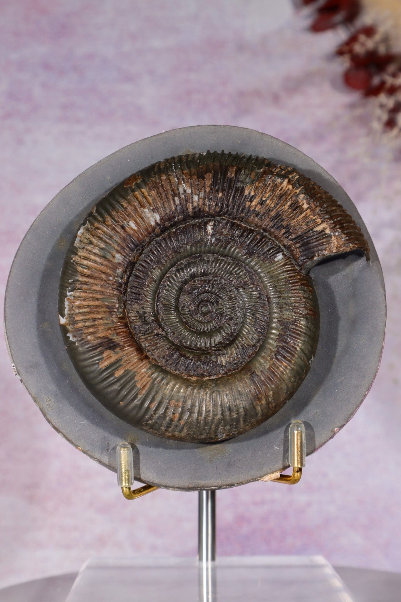 Dactylioceras Ammonite in Algal Nodule 0.98KG, Lower Jurassic, Yorkshire UK Fossil Tali & Loz Crystals