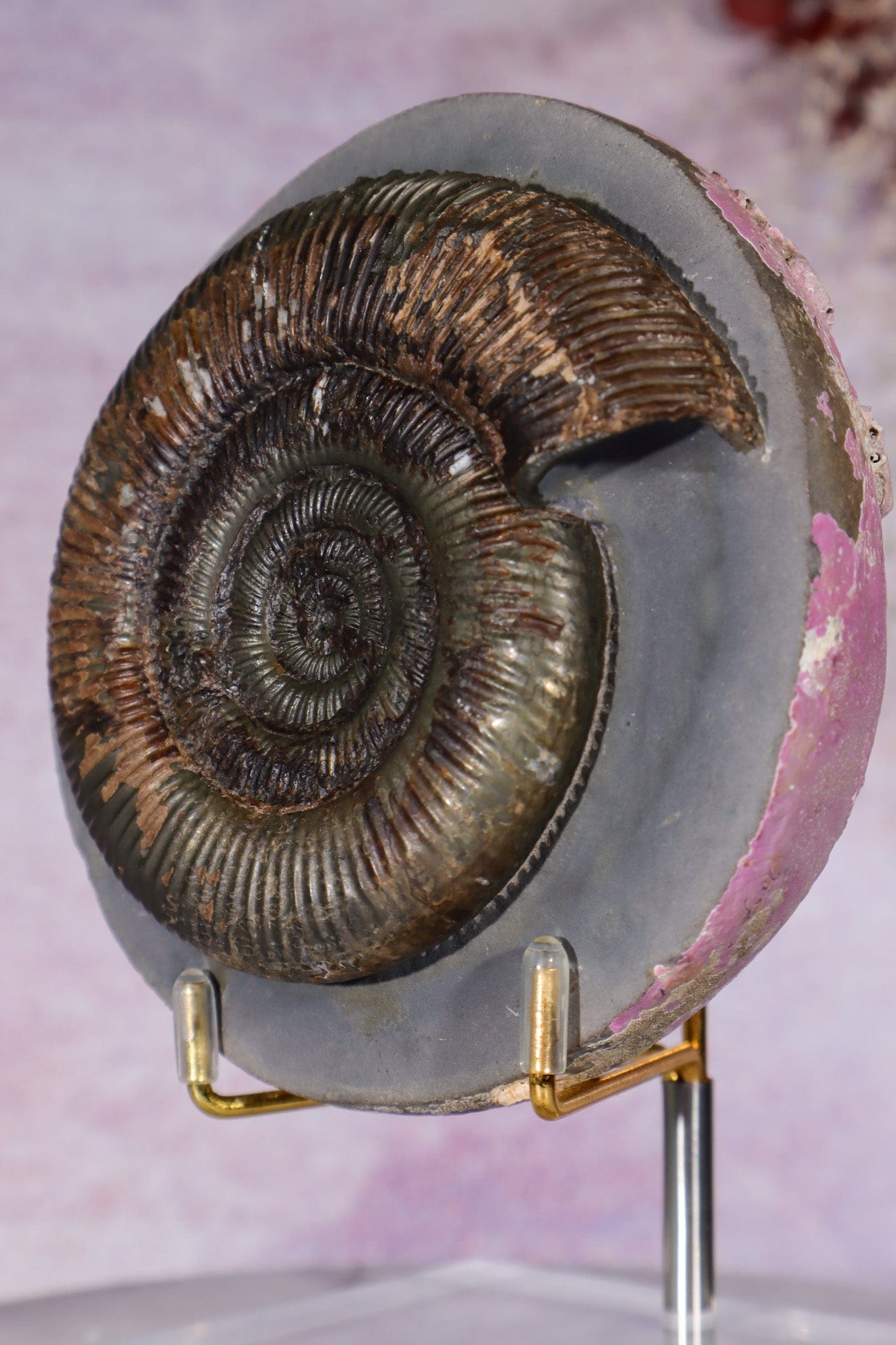 Dactylioceras Ammonite in Algal Nodule 0.98KG, Lower Jurassic, Yorkshire UK Fossil Tali & Loz Crystals