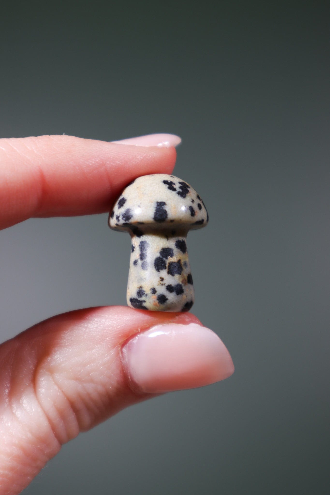 Dalmatian Jasper Mushrooms Mushrooms Tali & Loz