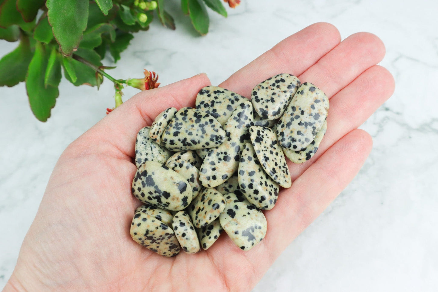 Dalmatian Jasper Tumblestones - Grounding/Positivity Palm Stones Tali & Loz