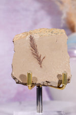 Dawn Redwood Metasequoia Plant Fossil 42gr, USA Fossil Tali & Loz Crystals
