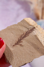 Dawn Redwood Metasequoia Plant Fossil 42gr, USA Fossil Tali & Loz Crystals