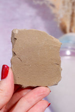 Dawn Redwood Metasequoia Plant Fossil 42gr, USA Fossil Tali & Loz Crystals