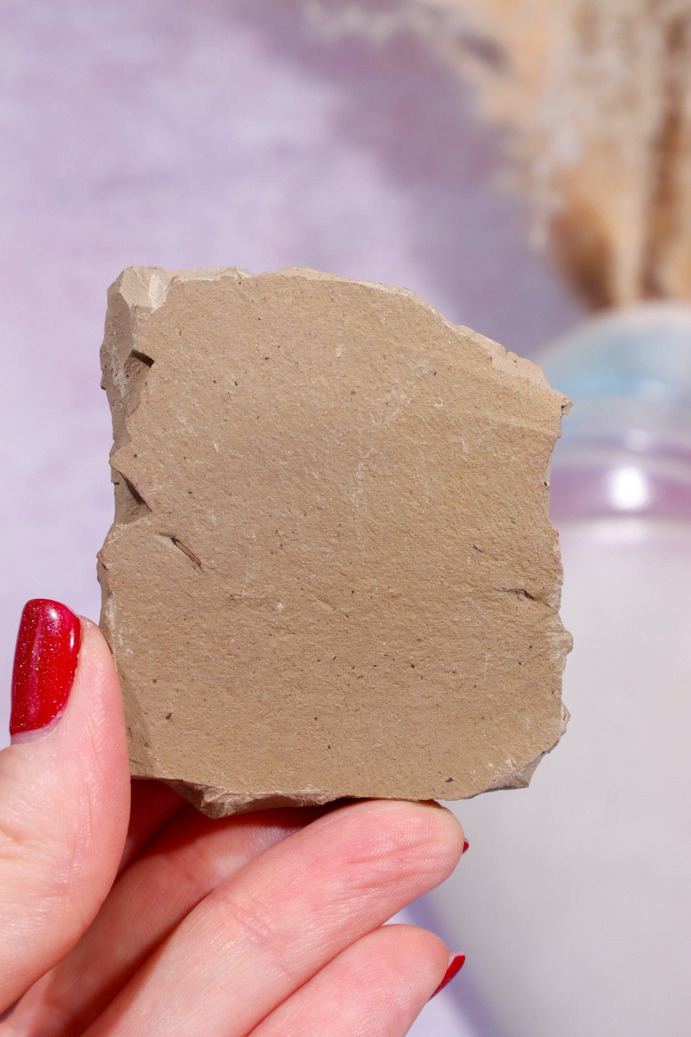 Dawn Redwood Metasequoia Plant Fossil 42gr, USA Fossil Tali & Loz Crystals