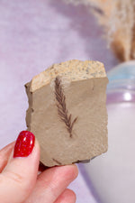 Dawn Redwood Metasequoia Plant Fossil 42gr, USA Fossil Tali & Loz Crystals