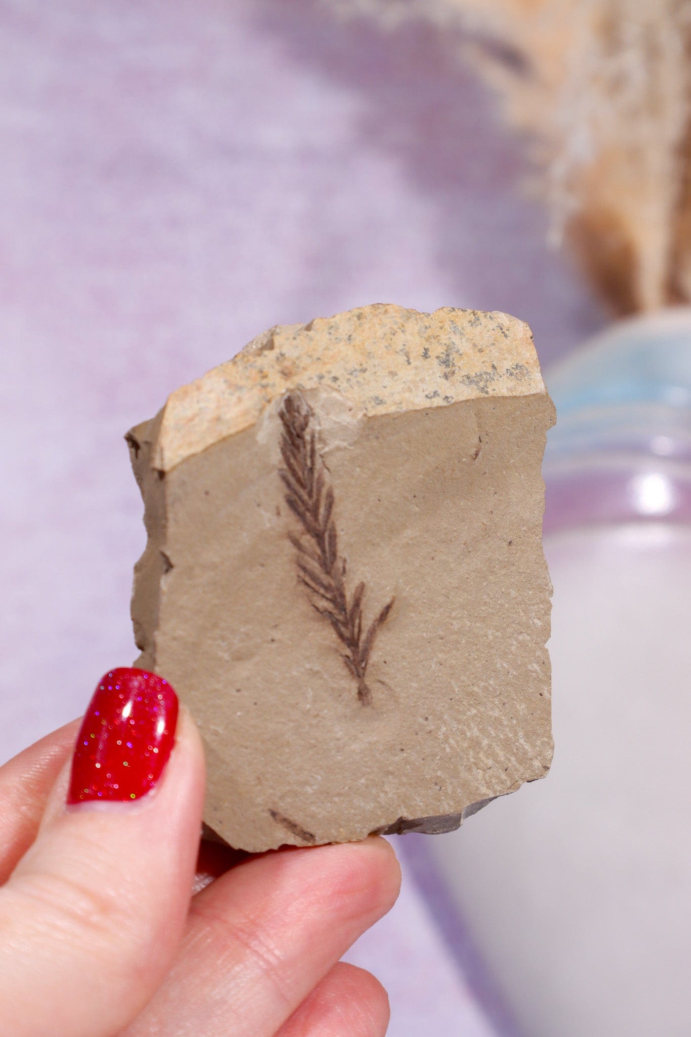 Dawn Redwood Metasequoia Plant Fossil 42gr, USA Fossil Tali & Loz Crystals