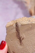 Dawn Redwood Metasequoia Plant Fossil 42gr, USA Fossil Tali & Loz Crystals