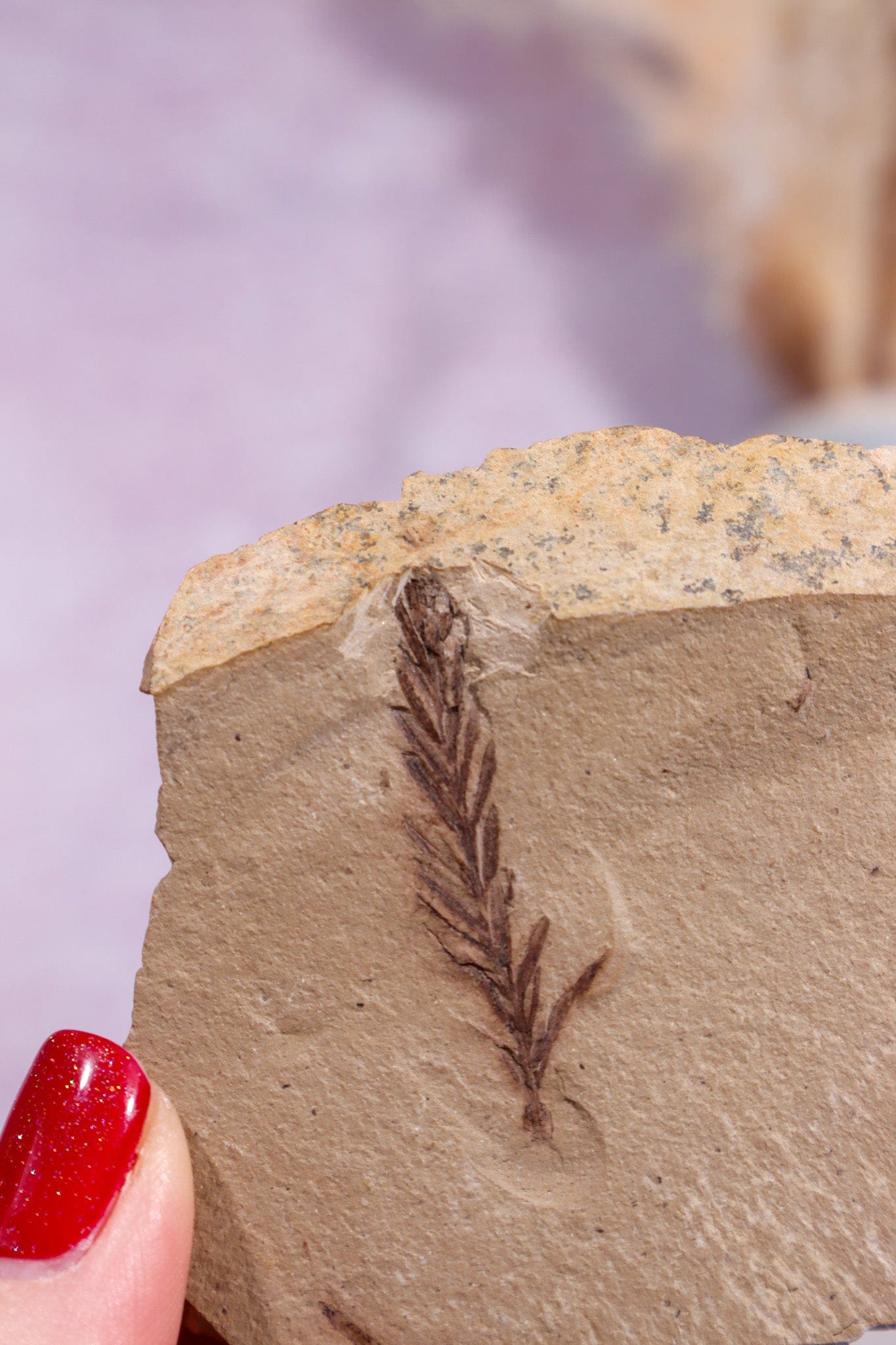 Dawn Redwood Metasequoia Plant Fossil 42gr, USA Fossil Tali & Loz Crystals