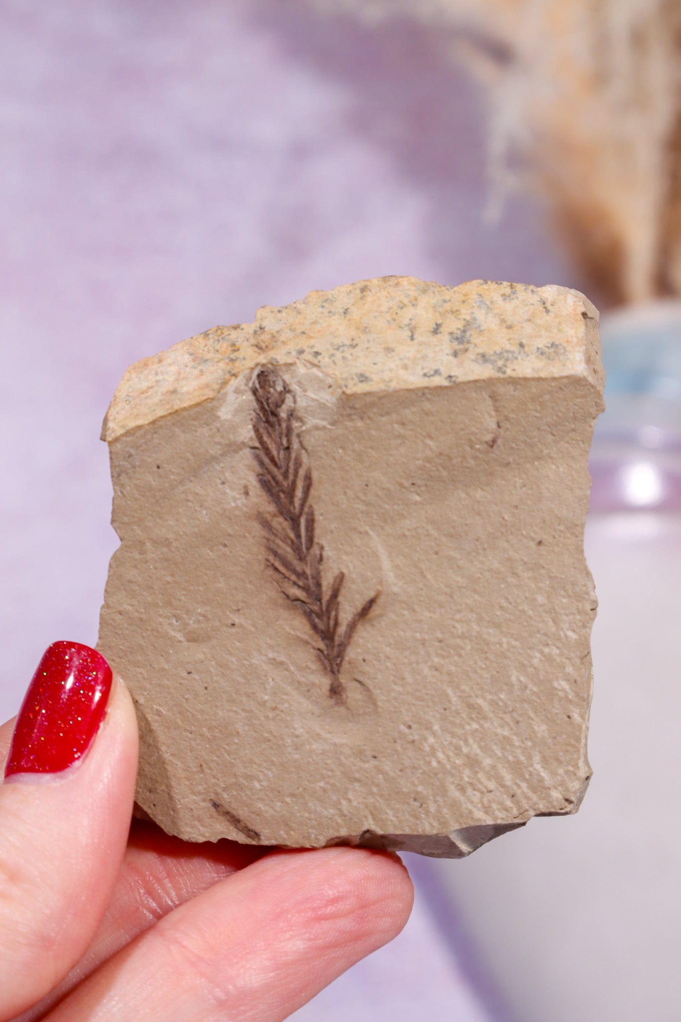 Dawn Redwood Metasequoia Plant Fossil 42gr, USA Fossil Tali & Loz Crystals