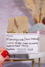 Dawn Redwood Metasequoia Plant Fossil 42gr, USA Fossil Tali & Loz Crystals