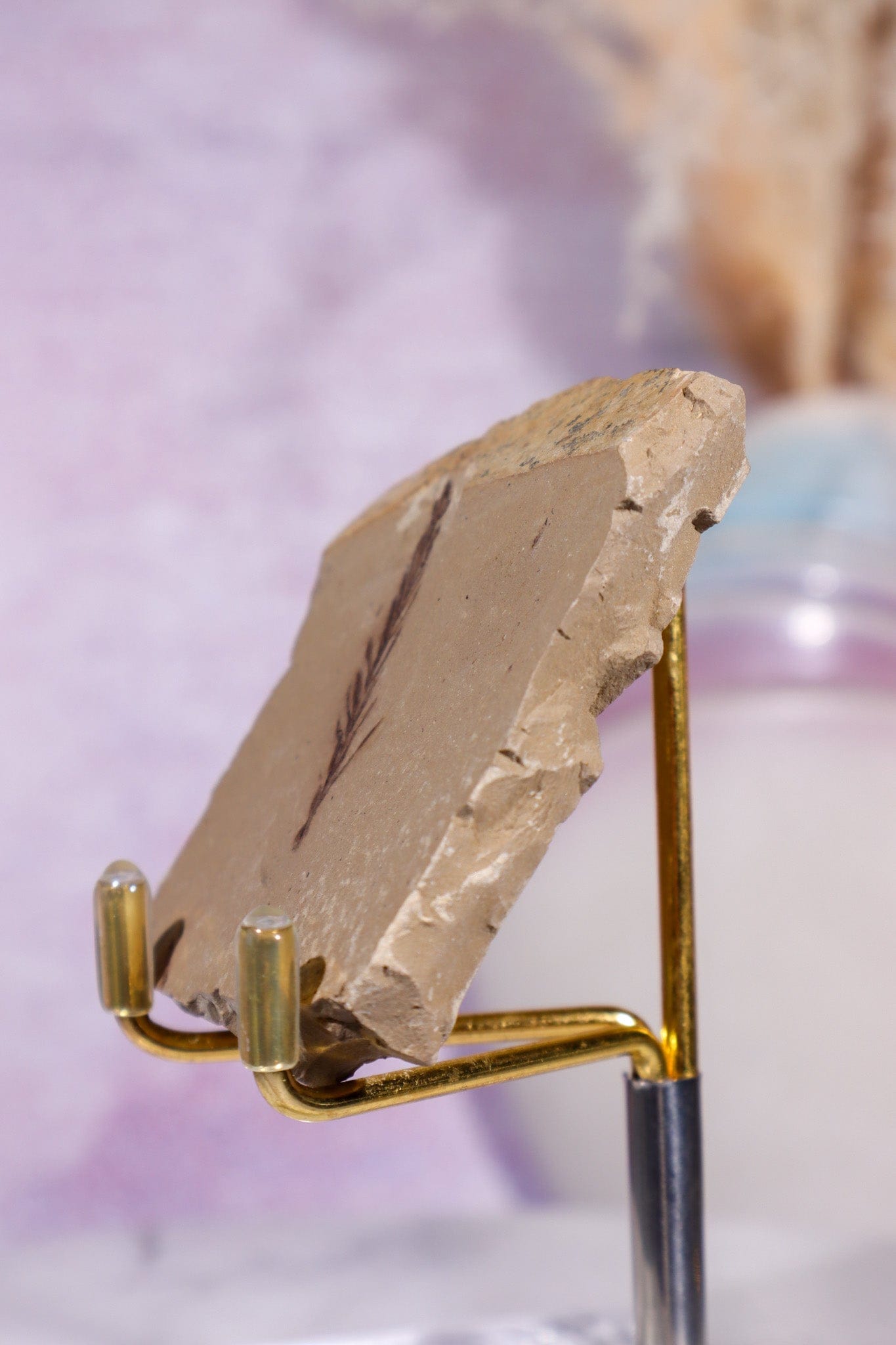 Dawn Redwood Metasequoia Plant Fossil 42gr, USA Fossil Tali & Loz Crystals