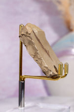 Dawn Redwood Metasequoia Plant Fossil 42gr, USA Fossil Tali & Loz Crystals