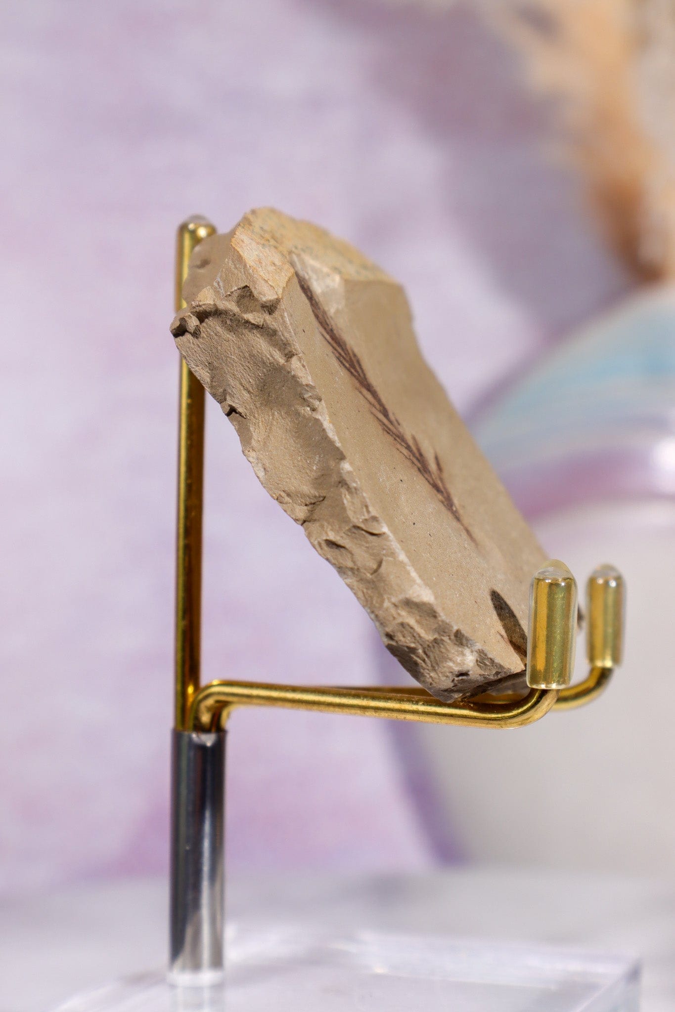 Dawn Redwood Metasequoia Plant Fossil 42gr, USA Fossil Tali & Loz Crystals