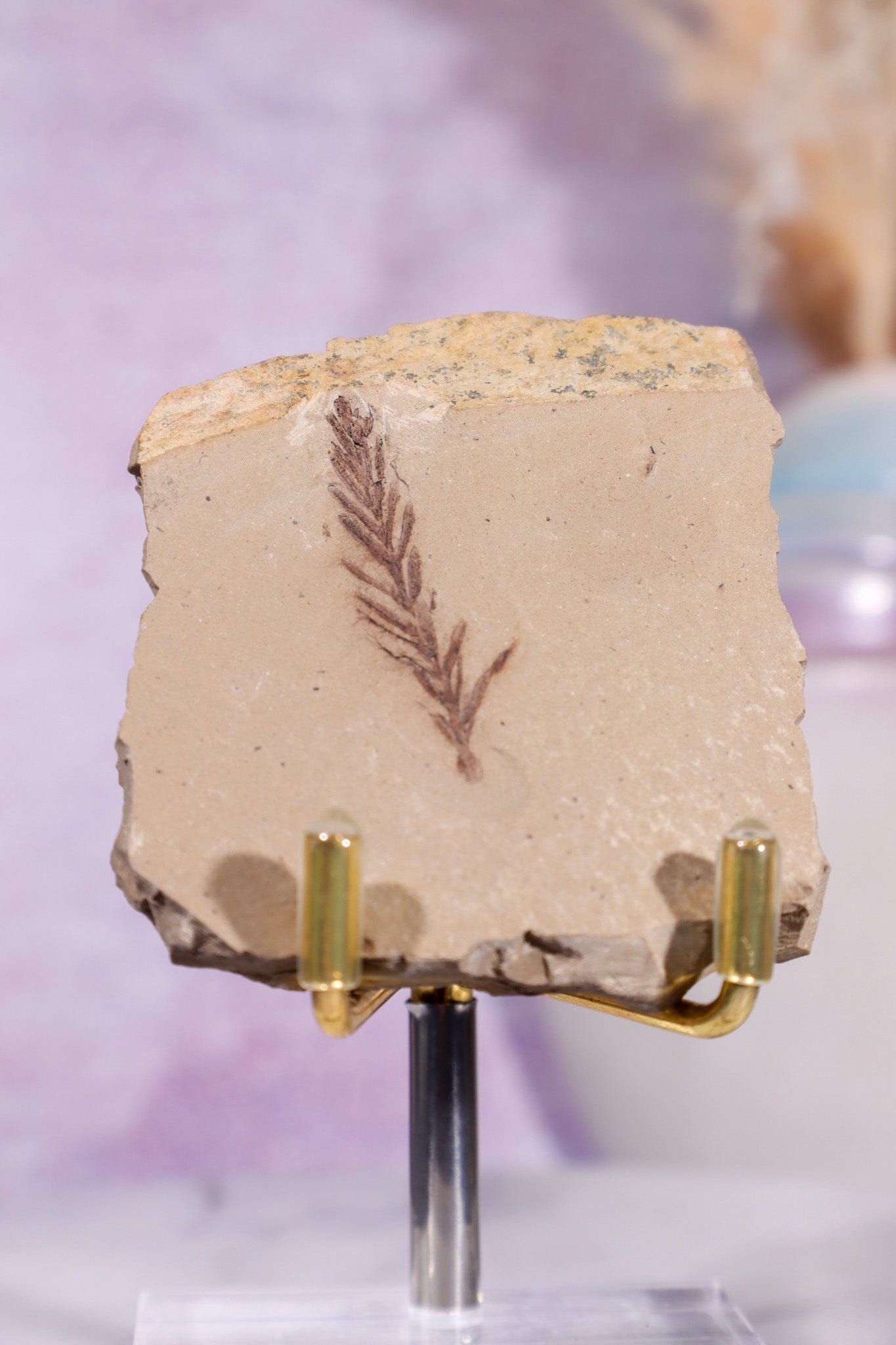 Dawn Redwood Metasequoia Plant Fossil 42gr, USA Fossil Tali & Loz Crystals