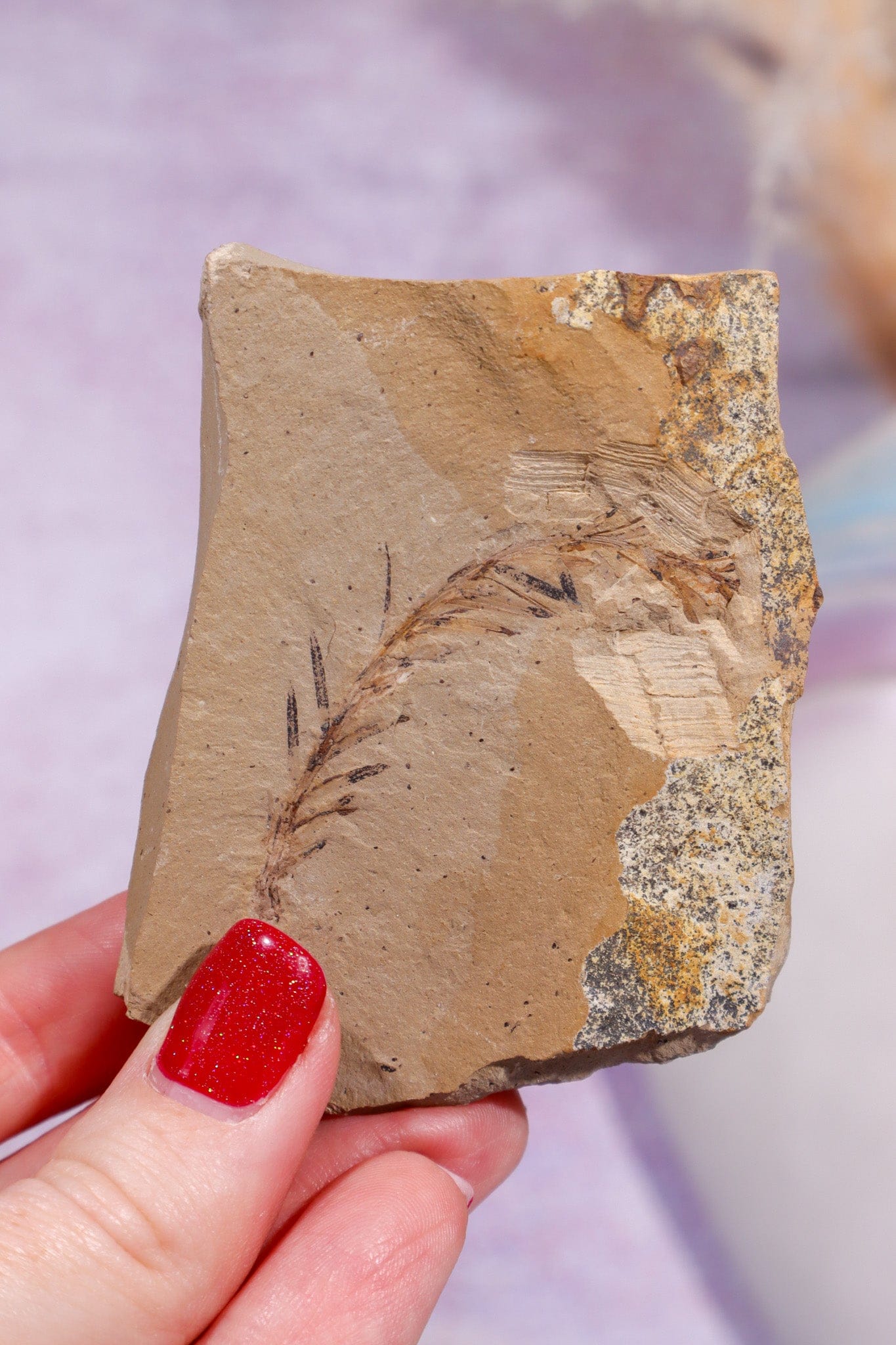 Dawn Redwood Metasequoia Plant Fossil 62gr, USA Fossil Tali & Loz Crystals