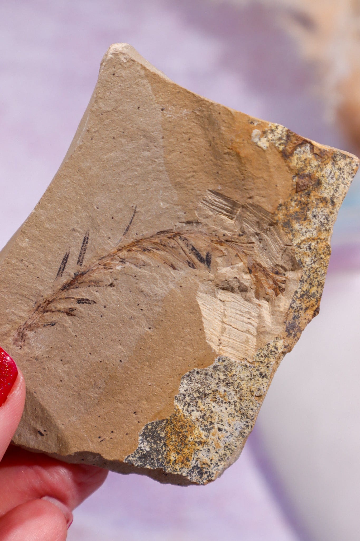 Dawn Redwood Metasequoia Plant Fossil 62gr, USA Fossil Tali & Loz Crystals