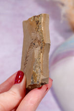 Dawn Redwood Metasequoia Plant Fossil 62gr, USA Fossil Tali & Loz Crystals