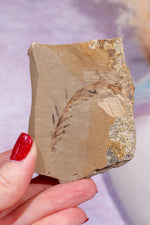 Dawn Redwood Metasequoia Plant Fossil 62gr, USA Fossil Tali & Loz Crystals