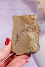 Dawn Redwood Metasequoia Plant Fossil 62gr, USA Fossil Tali & Loz Crystals