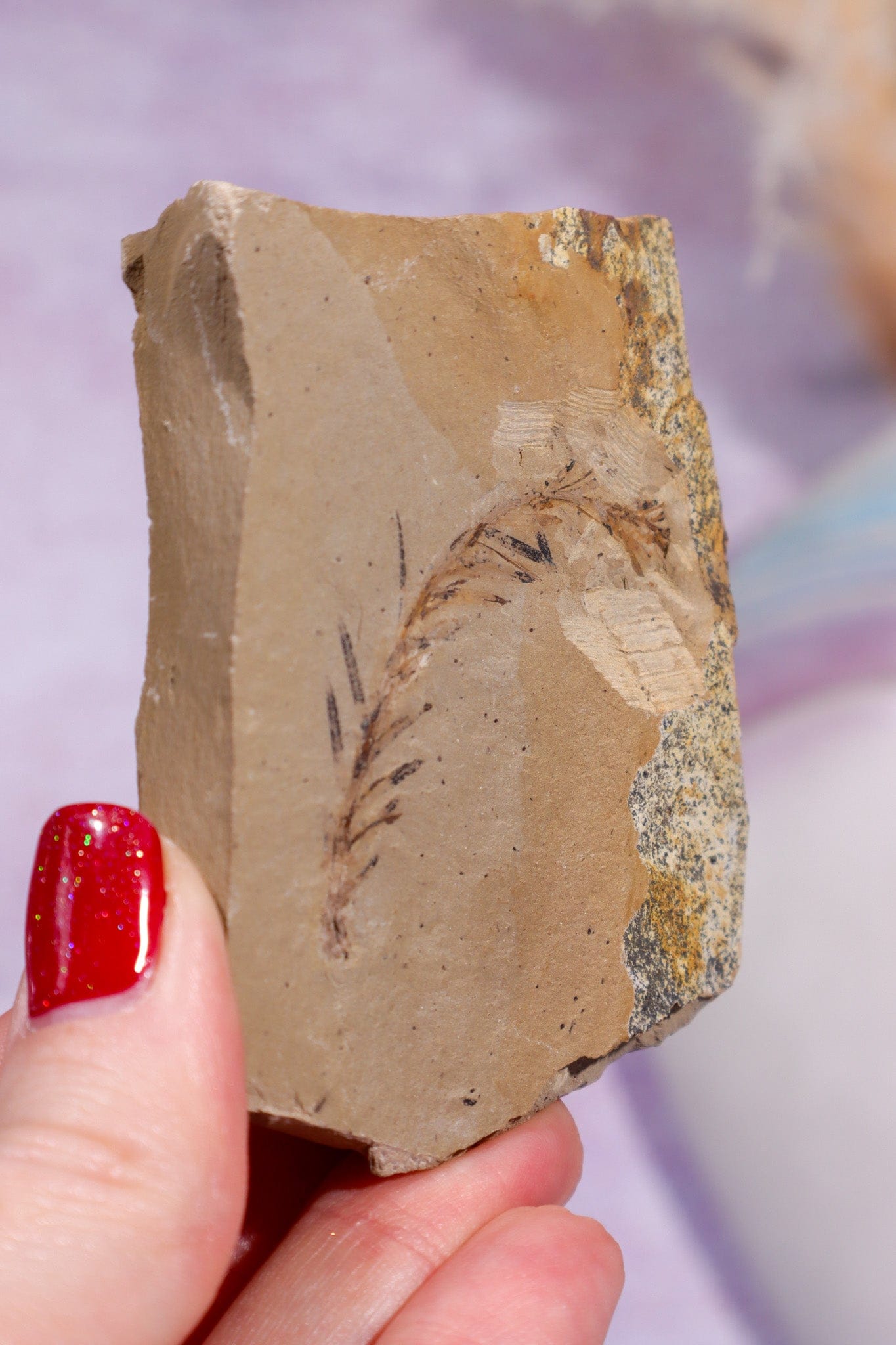 Dawn Redwood Metasequoia Plant Fossil 62gr, USA Fossil Tali & Loz Crystals