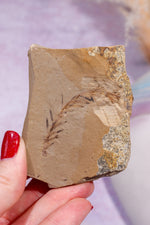 Dawn Redwood Metasequoia Plant Fossil 62gr, USA Fossil Tali & Loz Crystals