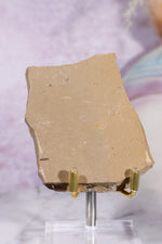 Dawn Redwood Metasequoia Plant Fossil 62gr, USA Fossil Tali & Loz Crystals