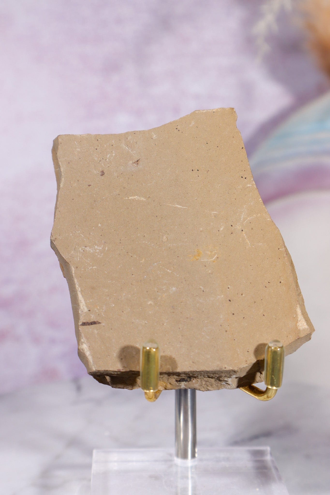 Dawn Redwood Metasequoia Plant Fossil 62gr, USA Fossil Tali & Loz Crystals