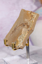 Dawn Redwood Metasequoia Plant Fossil 62gr, USA Fossil Tali & Loz Crystals