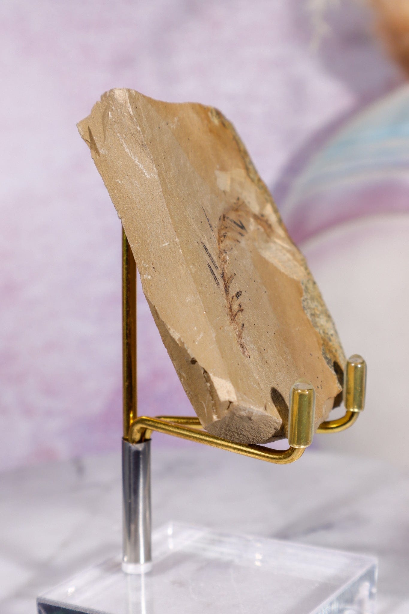 Dawn Redwood Metasequoia Plant Fossil 62gr, USA Fossil Tali & Loz Crystals