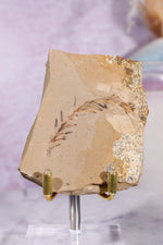 Dawn Redwood Metasequoia Plant Fossil 62gr, USA Fossil Tali & Loz Crystals