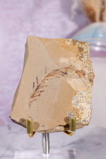 Dawn Redwood Metasequoia Plant Fossil 62gr, USA Fossil Tali & Loz Crystals