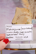 Dawn Redwood Metasequoia Plant Fossil 62gr, USA Fossil Tali & Loz Crystals