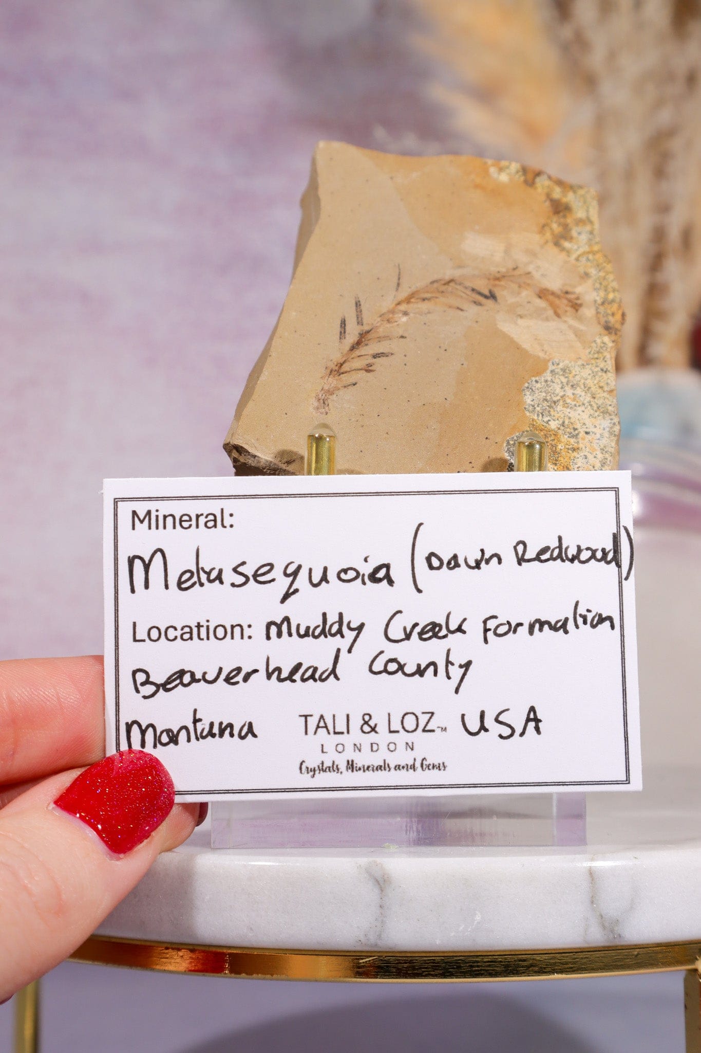 Dawn Redwood Metasequoia Plant Fossil 62gr, USA Fossil Tali & Loz Crystals