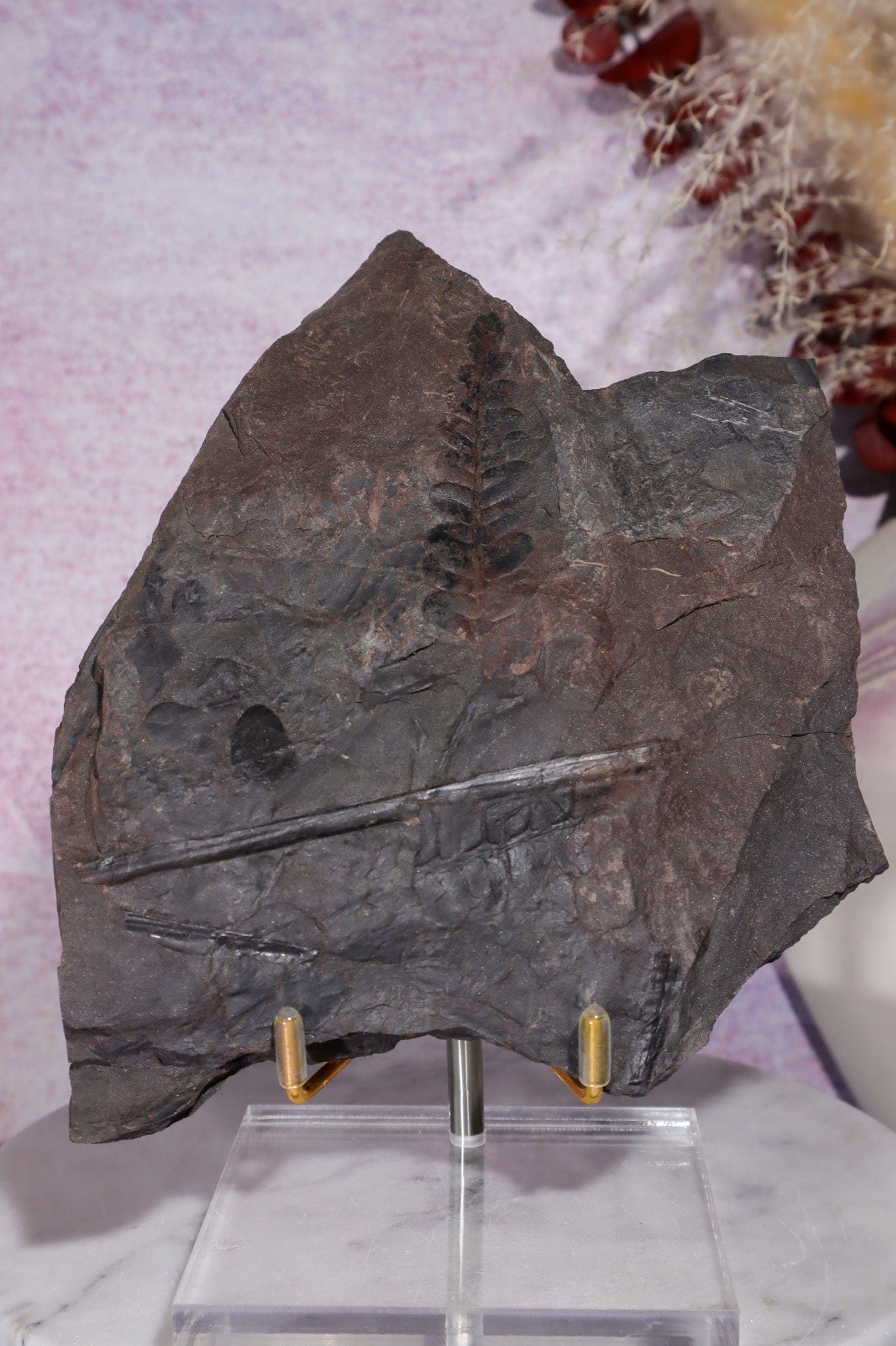 Fern Fossil Specimen, USA 17cm Fossil Tali & Loz Crystals