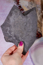 Fern Fossil Specimen, USA 17cm Fossil Tali & Loz Crystals