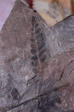 Fern Fossil Specimen, USA 17cm Fossil Tali & Loz Crystals