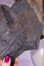 Fern Fossil Specimen, USA 17cm Fossil Tali & Loz Crystals