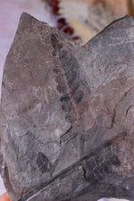 Fern Fossil Specimen, USA 17cm Fossil Tali & Loz Crystals