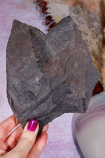 Fern Fossil Specimen, USA 17cm Fossil Tali & Loz Crystals