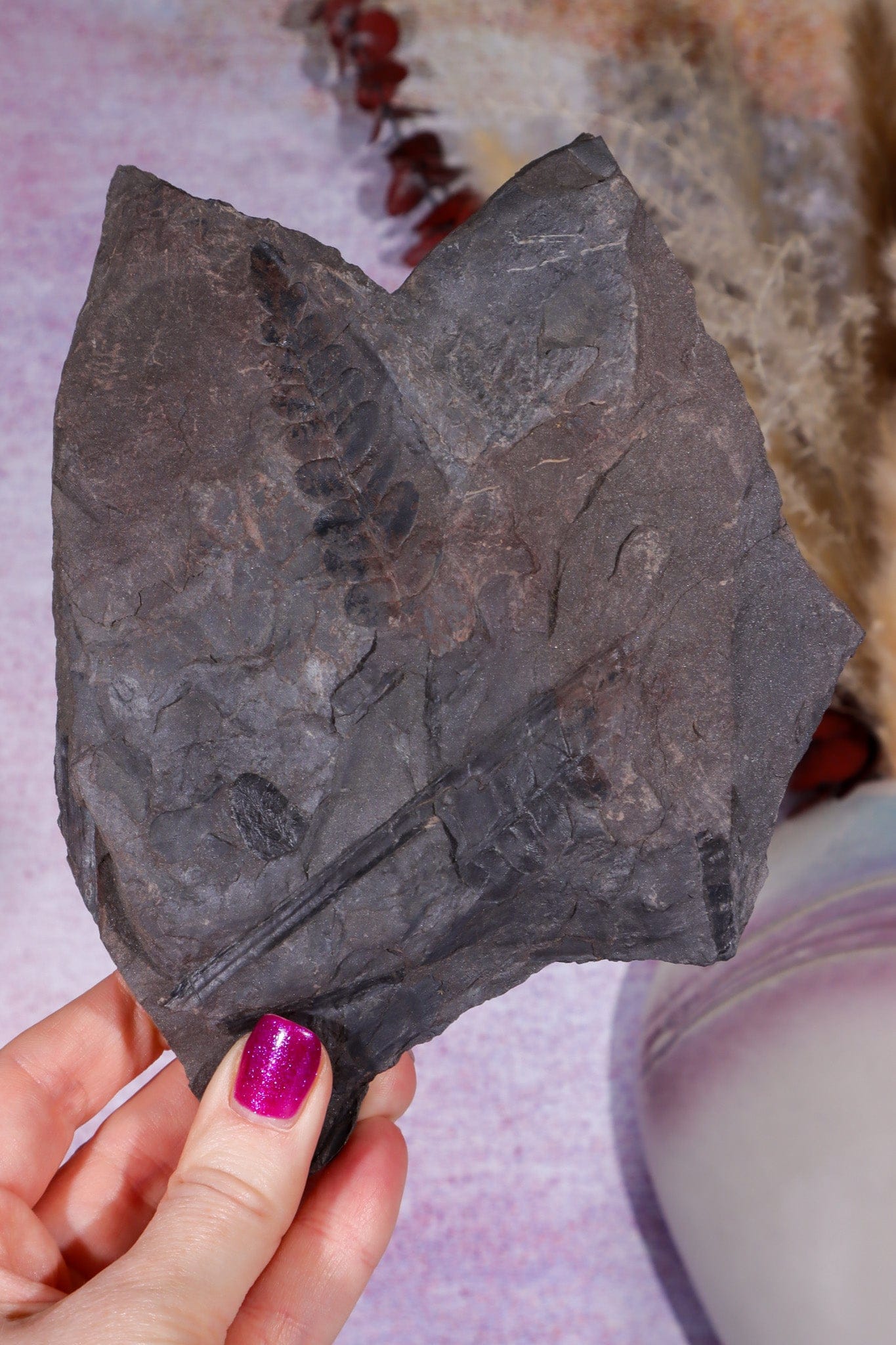 Fern Fossil Specimen, USA 17cm Fossil Tali & Loz Crystals