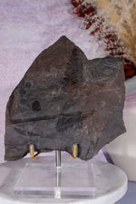 Fern Fossil Specimen, USA 17cm Fossil Tali & Loz Crystals