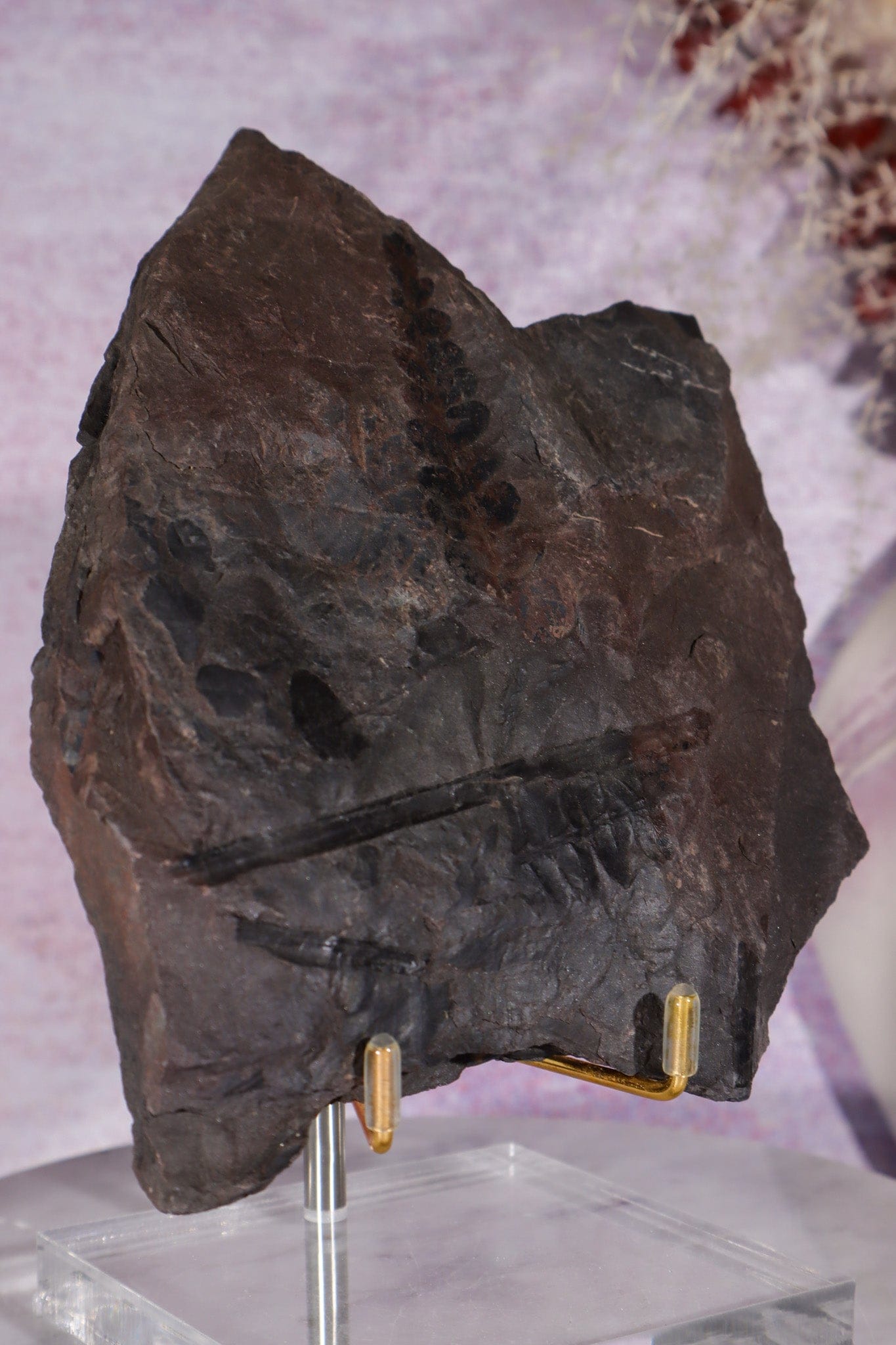 Fern Fossil Specimen, USA 17cm Fossil Tali & Loz Crystals