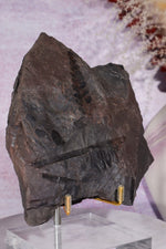 Fern Fossil Specimen, USA 17cm Fossil Tali & Loz Crystals