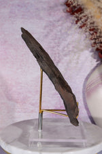 Fern Fossil Specimen, USA 17cm Fossil Tali & Loz Crystals