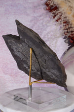 Fern Fossil Specimen, USA 17cm Fossil Tali & Loz Crystals