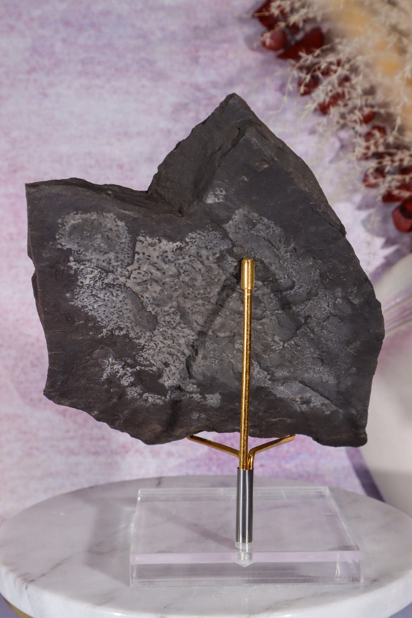 Fern Fossil Specimen, USA 17cm Fossil Tali & Loz Crystals