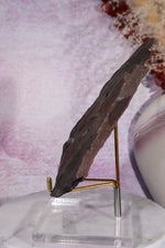 Fern Fossil Specimen, USA 17cm Fossil Tali & Loz Crystals