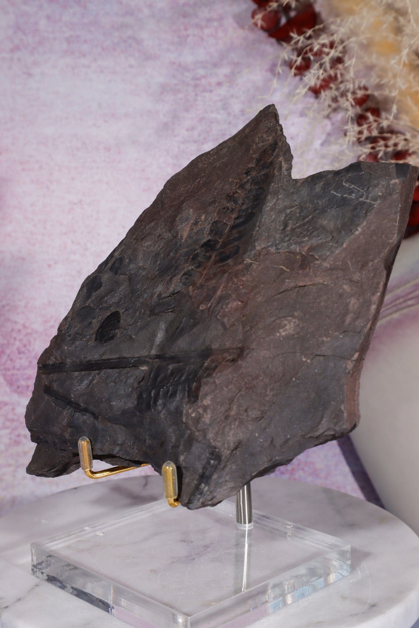 Fern Fossil Specimen, USA 17cm Fossil Tali & Loz Crystals