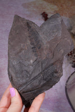 Fern Fossil Specimen, USA 17cm Fossil Tali & Loz Crystals