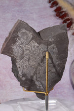 Fern Fossil Specimen, USA 17cm Fossil Tali & Loz Crystals